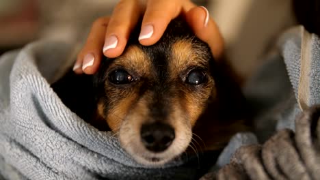 Mistress-Stroking-little-dog-after-bathing