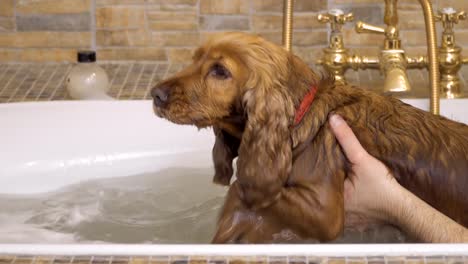 Gracioso-perro-con-su-dueño-toma-un-baño