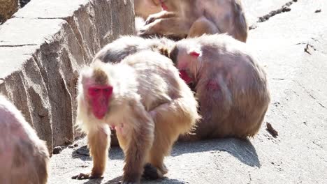 Monkeys-in-Japan-who-behave-like-human-beings