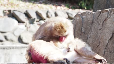 Monkeys-in-Japan-who-behave-like-human-beings