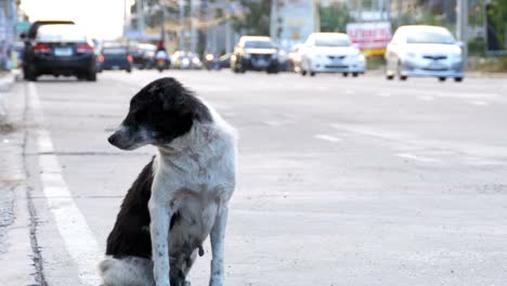 Obdachlosen-Hund-sitzt-auf-der-Straße-der-Stadt-mit-vorbeifahrende-Autos-und-Motorräder.-Asien,-Thailand