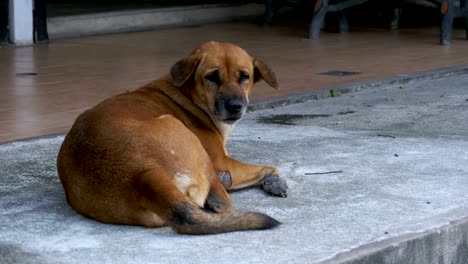 El-perro-rojo-sin-hogar-se-encuentra-en-la-carretera-de-asfalto.-Tailandia,-Pattaya