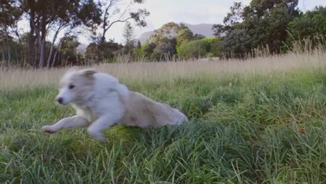 Dog-running-in-field-of-grass