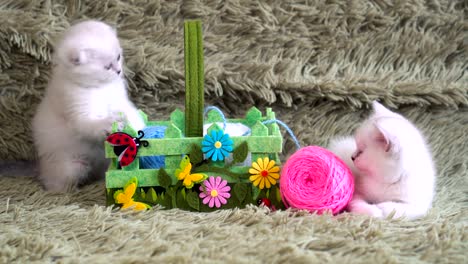 Two-cute-kitten-playing-with-balls-of-wool