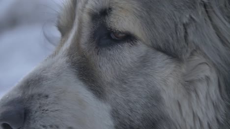 the-look-of-the-dog-on-the-sides-of-the-macro