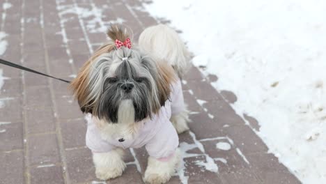 Dog-is-walking.-Shih-Tzu-is-wearing-pink-costume,-standing-in-the-winter-park.