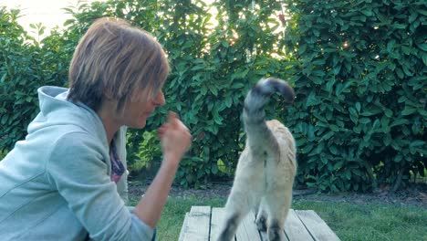 Slow-motion:-domestic-cat-playing-with-woman-in-backlight