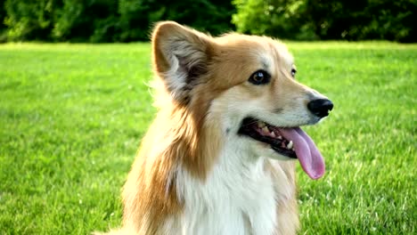 locker-sitzende-Corgi