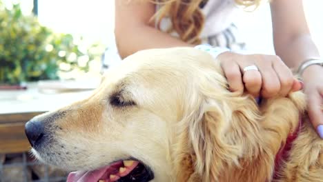 Mujer-joven-frotando-ligeramente-retriever-perro-en-Parque-durante-puesta-del-sol