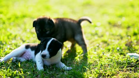 Puppy-dog-or-little-dog-playing-on-grass-filed-meadow-on-sunlight-of-daytime.-Light-of-sun-pass-to-green-grass-is-beauty.-Black-and-white-fur-body-of-dog.