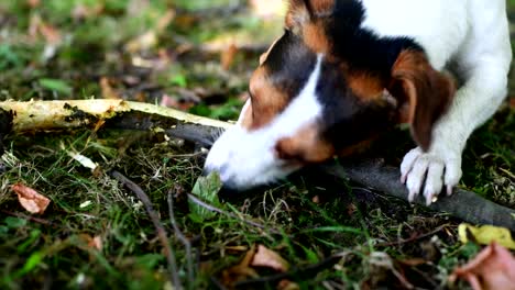 Jack-Russell-Kampf-mit-Stock