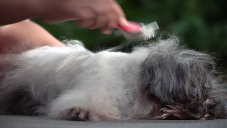 The-old-Shih-Tzu-dog-sleeping,-hand-holding-comb-combing-hair-dog.-Old-Shih-Tzu-dog-so-happiness-with-combing-hair.