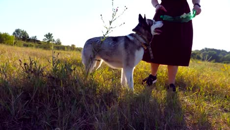 Nahaufnahme-von-schönen-Mädchen-mit-blonden-Haaren-halten-in-der-hand-eine-Plastikflasche-und-spielt-mit-ihrem-Siberian-Husky-Hund-auf-Wiese-während-des-Sonnenuntergangs.-Fröhliche-Frau,-die-gemeinsame-Zeit-mit-ihrem-Tier-am-Feld.