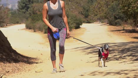 vista-frontal-de-la-cámara-lenta-de-excursionista-mujer-paseando-su-perro-galgo-italiano