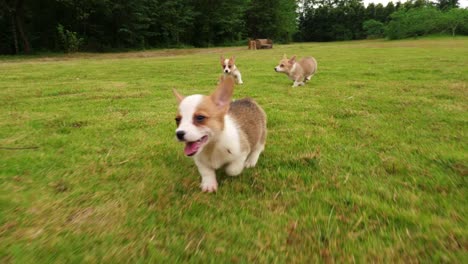 Grupo-de-perrito-Welsh-Corgi-en-ejecución,-4k