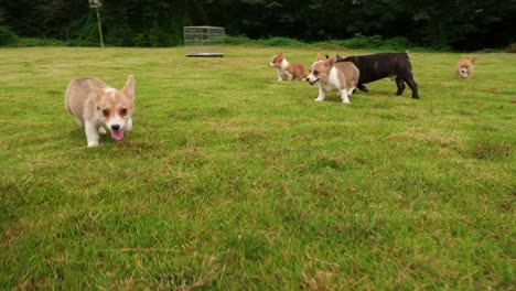 Precioso-cachorro-perro-jugando-al-aire-libre-en-el-césped,-4k