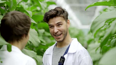 Nahaufnahme-der-fröhliche-Junge-Agraringenieur-lachen-während-des-Gesprächs-mit-Kollegin-in-der-Nähe-von-grünen-Gemüse-Pflanzen-im-Gewächshaus