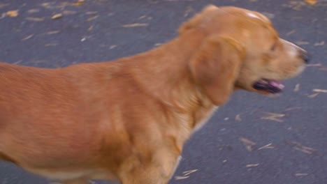 Ginger-dog-breathes-with-open-mouth,-walking-in-park-and-looking-around.