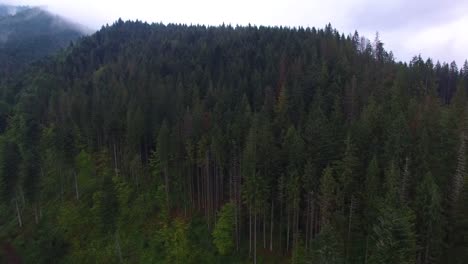 Luftaufnahme-von-Fichtenwald-in-Bergen.