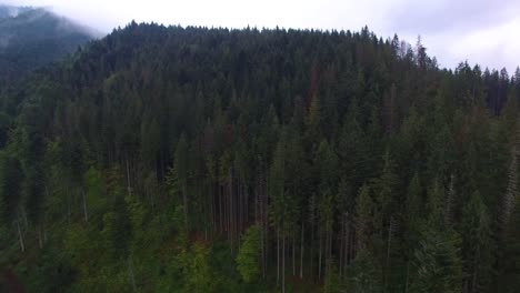 Aerial-shot-of-spruce-forest-in-mountains.