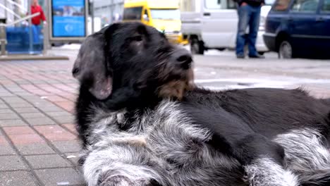 Stray-Shaggy-Dog-lies-on-a-City-Street-against-the-Background-of-Passing-Cars-and-People