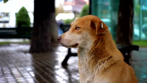 Homeless-Red-Dog-sits-on-a-City-Street-in-Rain-against-the-Background-of-Passing-Cars-and-People