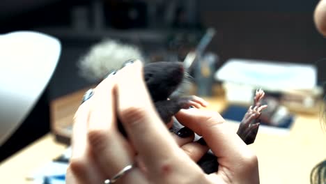 Hermosa-chica-hermosa-tiene-una-mano-cerca-de-un-pequeño-hogar-para-mascotas-marrón-Ratoncito.-Ella-acaricia-su-besos-y-sonrisas.-Mujer-joven-con-el-rata-del-animal-doméstico