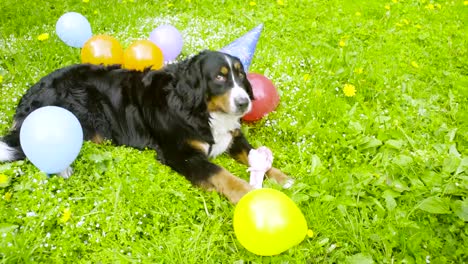 A-dog-in-festive-cap-eating-a-bone