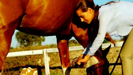 Veterinarian-doctor-checking-a-horse-4k