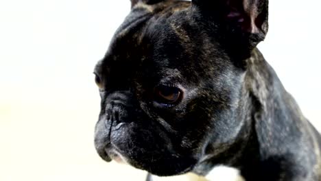 Tiere-Hund-französische-Bulldogge-close-up-portrait