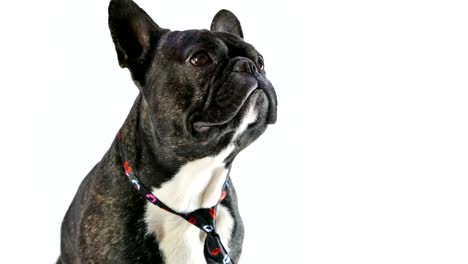 French-bulldog-licking-sitting-in-a-tie-on-a-white-background