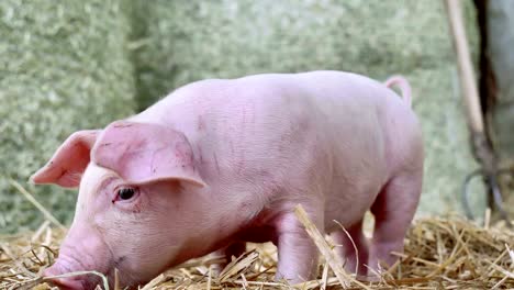 Ein-Ferkel-Neugeborenen-stehen-auf-einen-Strohhalm-in-der-Farm.-Konzept-der-biologischen,-tierische-Gesundheit,-Freundschaft,-Liebe-zur-Natur.-vegane-und-vegetarische-Stil.-Achtung-vor-Tieren.