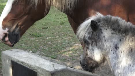 Horse-drink-water-on-the-farm.-Sunny-morning