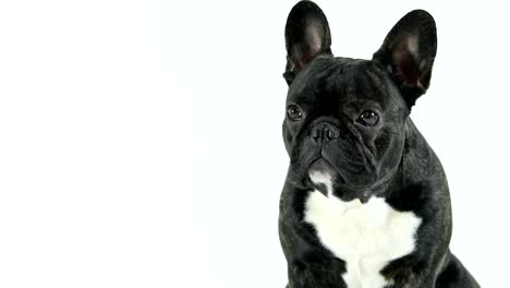 Französische-Bulldogge-Hund-sitzen-und-auf-der-Suche,-weißer-Hintergrund