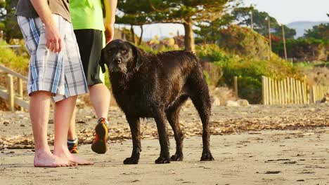 Menschen-streicheln-einen-Hund-am-Strand