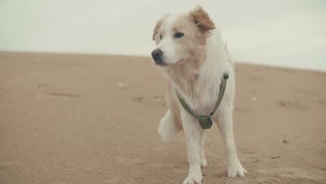 Aufmerksamen-Hund-zuschauen-Dinge-am-Strand
