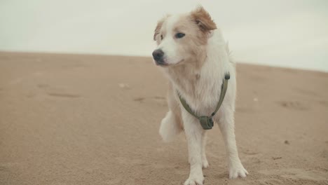 Observant-dog-watching-things-at-the-beach