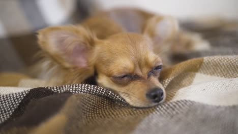 Chihuaha-liebenswert-lustig-Hund-schläft-auf-plaid