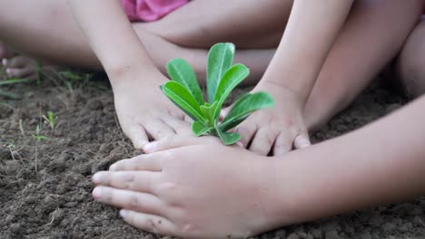 Zwei-kleine-Mädchen-Pflanzen-einen-Baum-am-Boden-miteinander.-Ökologie-Konzept.