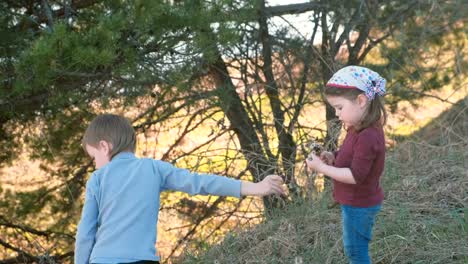 Boy-picks-dry-flowers-and-gives-them-to-the-little-girl.-Beautiful-sunset-in-nature-in-spring.