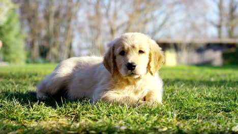 Beautiful-golden-retriever