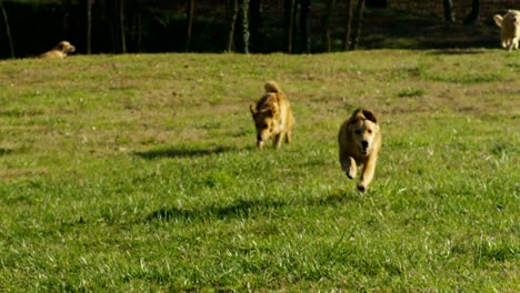 Beautiful-golden-retrievers-playing