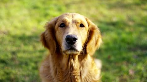 Portrait-of-a-beautiful-Golden-Retriever-dog