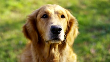 Retrato-de-un-hermoso-perro-Golden-Retriever