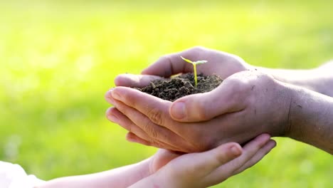 Ältere-Mann-und-Kind-Ahorn-Baum-Pflanze-in-Händen-hält,-Frühlingsgrün-Hintergrund