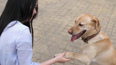 Apretón-de-manos-de-joven-con-su-perro,-4k