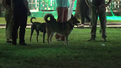 a-pie-de-las-personas-con-perros-en-la-ciudad,-el-Boulevard-de-la-tarde