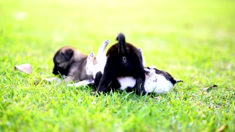 Perro-cachorro-o-perrito-jugando-sobre-hierba-presentó-Prado-en-luz-del-sol-de-día.-Luz-del-sol-pase-a-pasto-verde-es-belleza.-Blanco-y-negro-cuerpo-de-piel-de-perro.