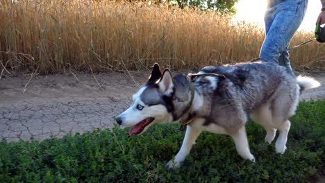 Nahaufnahme-des-jungen-Siberian-Husky-Hund-Leine-ziehen,-bei-einem-Spaziergang-entlang-der-Straße-in-der-Nähe-von-Weizenfeld-bei-Sonnenuntergang.-Füße-von-jungen-Mädchen-gehen-auf-dem-Weg-in-der-Nähe-von-Wiese-mit-ihren-niedlichen-Haustier.-Niedrigen