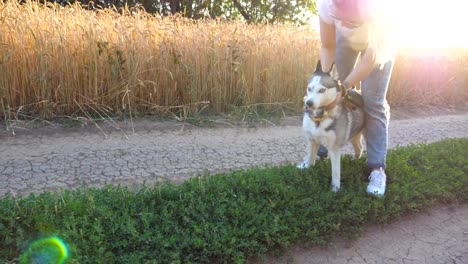 Perfil-de-hermosa-chica-en-gafas-de-sol-de-pie-en-el-camino-cerca-de-campo-de-trigo-y-besando-a-su-perro-husky.-Mujer-joven-con-pelo-rubio-acariciar-a-su-mascota-en-la-naturaleza.-Amor-y-amistad-con-animales-domésticos.